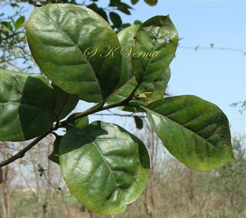  Leafy Shoot